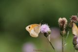 Grosses Ochsenauge (2)